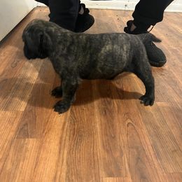 Mastiff Puppies from FrontlineK9 Boarding & Training LLC