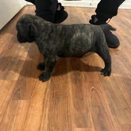 Mastiff Puppies from FrontlineK9 Boarding & Training LLC
