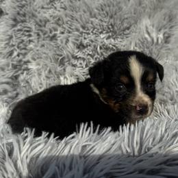 Dane - Black tri male Toy Australian Shepherd puppy in Ambrose, Georgia from Brandilyn's Aussies