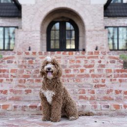 Gabbie - Goldendoodle