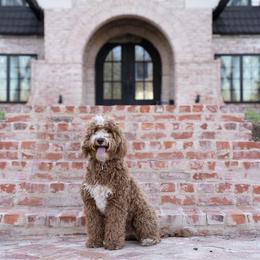 Gabbie - Goldendoodle