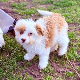 Will The Wise - Red merle male Aussiedoodle puppy in Dunn, North Carolina from Sandy Creek Kennels