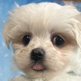 Maltese, Maltipoos, and Shih Tzus from Mia Lucky Maltese