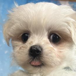 Maltese, Maltipoos, and Shih Tzus from Mia Lucky Maltese