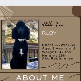 Ruby - Poodle