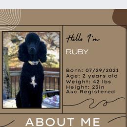 Ruby - Poodle