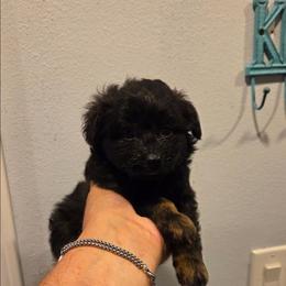 Mickey - Black & tan tri-color male Maltipoo puppy in Sedro Woolley, Washington from Absher Ranch
