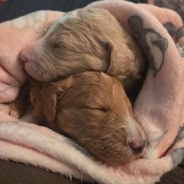 Goldendoodle puppies from Whisper Wood Creek