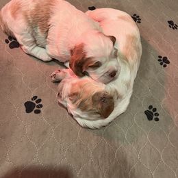 English Springer Spaniel Puppies from English Springer Spaniels at Lands Lodge