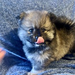 Miska will be ready to go home December 6 - Orange sable female Pomeranian puppy in New Tazewell, Tennessee from Pom Pom Pomskies and Pomeranians-TN
