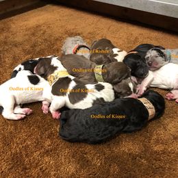 Assorted Doodle Crosses Puppies from Oodles of Kisses' Great DaNoodles
