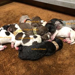 Assorted Doodle Crosses Puppies from Oodles of Kisses' Great DaNoodles