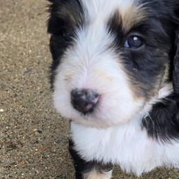 Bernedoodles and Goldendoodles from Shari's TN Doodles & More