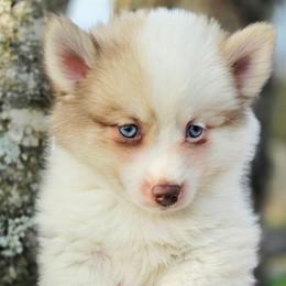Colonel Mustard SALE 2300 - Chocolate male Pomsky puppy in Christiana, Tennessee from Smoky Mountain Pomskies