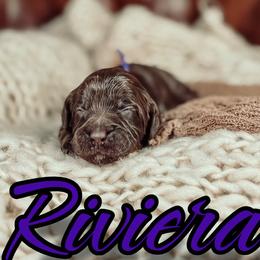 Riviera - Chocolate female Australian Labradoodle puppy in Decatur, Alabama from Southern Meadows Doodles