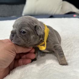 Yellow - Blue female French Bulldog puppy in Bolingbrook, Illinois from Flores Frenchies