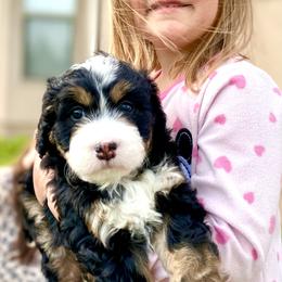 Bernedoodles and Cavapoos from Sugar Doodles Pups