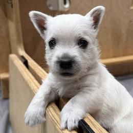 Red boy - White male West Highland White Terrier puppy in Idabel, Oklahoma from Ravens Nest Westies
