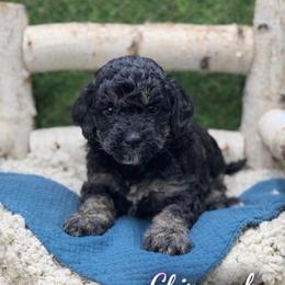 Chipmunk - Phantom male Bernedoodle puppy in Williamson, New York from Lakeside Doodles