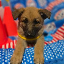 Niobe - Sable female German Shepherd puppy in Leon, West Virginia from Heart2Heart Kennels