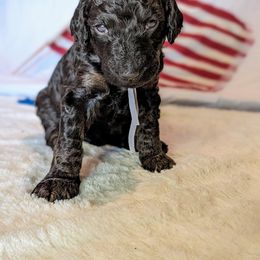 Poodle Puppies from Future Pioneers Farming