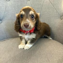 Murphy - Piebald male Dachshund puppy in Fort Gibson, Oklahoma from Cooper’s Dachshunds
