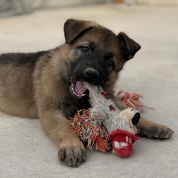 Brown Girl - Sable female German Shepherd puppy in Grantsville, Utah from Vom Haus Denfors K9 - Working German Shepherds