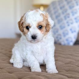 Spot - Blenheim male Cavapoo puppy in Kennewick, Washington from The Little Park Farm