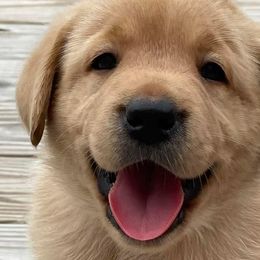Labrador Retrievers from Bark n Howl Farm