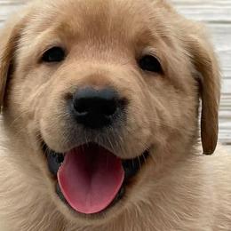 Labrador Retrievers from Bark n Howl Farm