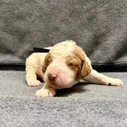 Black parti - Parti male Goldendoodle puppy in Celina, Texas from Kennedy Doodles