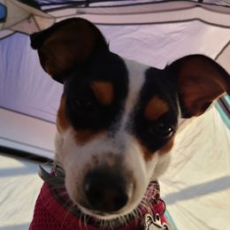Davina - Toy Fox Terrier