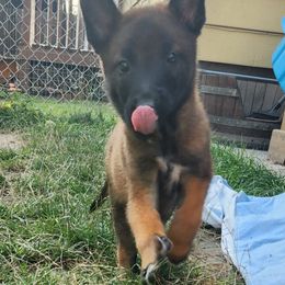 Belgian Malinois and Labrador Retriever Puppies from Wings of Freedom Retrievers and Malinois