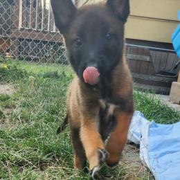 Belgian Malinois and Labrador Retriever Puppies from Wings of Freedom Retrievers and Malinois