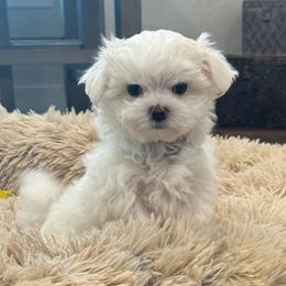 Boy, Blue collar - White male Maltese puppy in Cisco, Texas from Fancy Pants Maltese