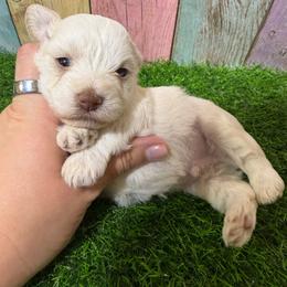 Silas - Parti male Miniature Schnauzer puppy in Lufkin, Texas from C&K’s Schnauzer House