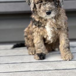 Cockapoo and Goldendoodle All Grown Up from Puppy Power Kennels