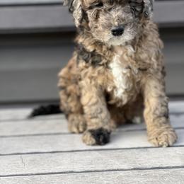 Cockapoo and Goldendoodle All Grown Up from Puppy Power Kennels