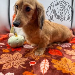 Hei Hei - Dachshund