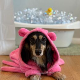 Bubblez - Dachshund