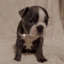 Boston Terriers from Annette's AKC Baby Boston's