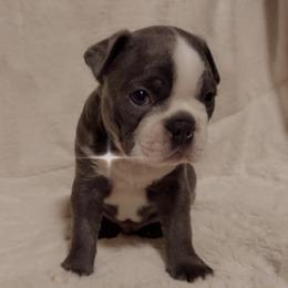 Boston Terriers from Annette's AKC Baby Boston's