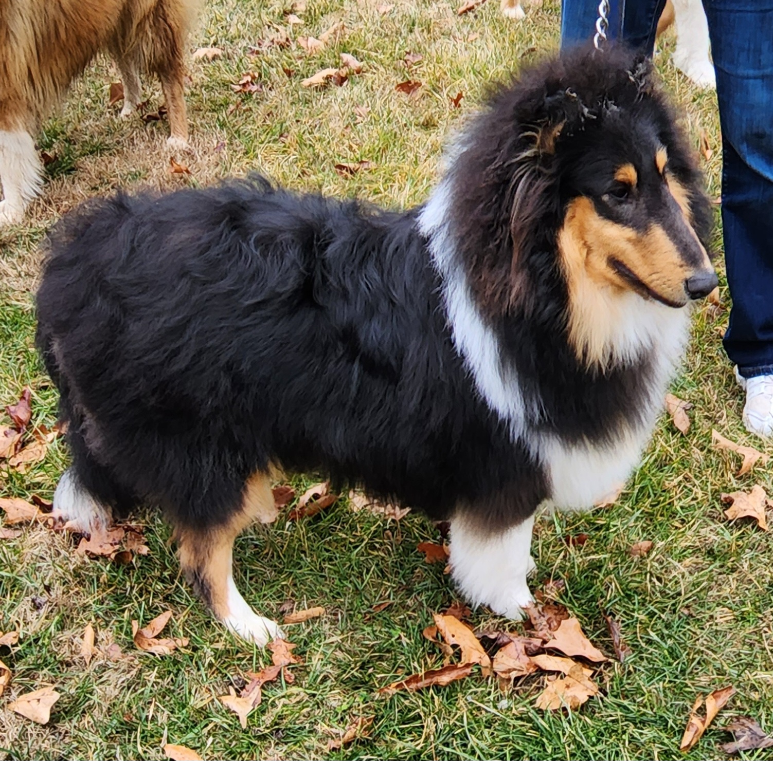Jack - Collie