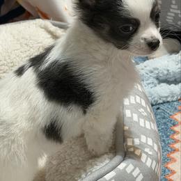 Adam CKC - Blue and white male Chihuahua puppy in Amity, Pennsylvania from Rhoda and Verna