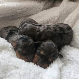 Cockapoo puppies from Velvet Moon Cockapoos