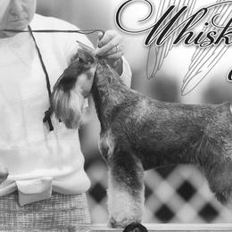 Whiskey - Miniature Schnauzer
