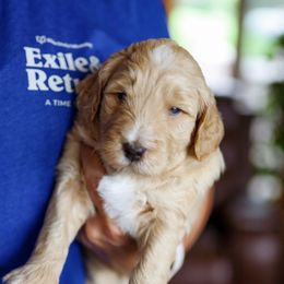 Chex - Apricot male Goldendoodle puppy in Iowa City, Iowa from Luneckas Litters