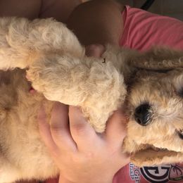 Aussiedoodle, Bernedoodle, and Poodle Puppies from Megan’s Spoiled Standards