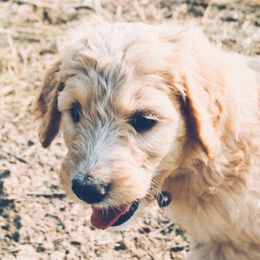 Poodles from LuckyDog Maverick