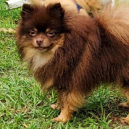 DJ - Pomeranian